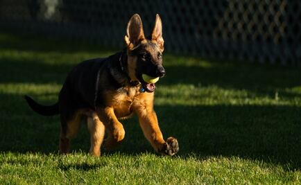 Biden presenta a "Commander", nuevo pastor alemán guardián de la Casa Blanca