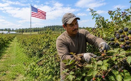 Estados Unidos busca mexicanos para trabajar podando arbustos: Pagan $35,700 y no piden inglés
