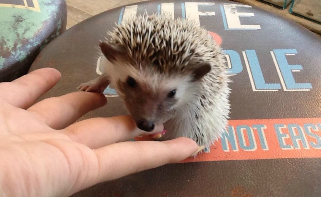 Antes de tocarlos, se dan instrucciones para saber la manera correcta de manipularlos. (Foto: Facebook Harry Cafe)