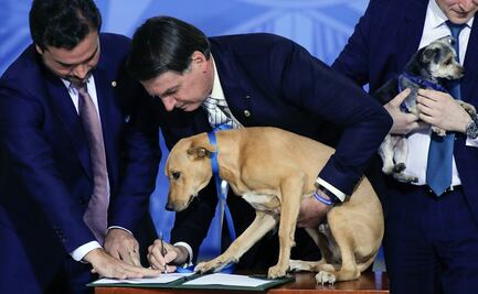 En ceremonia "perruna", Bolsonaro promulga ley contra maltrato animal