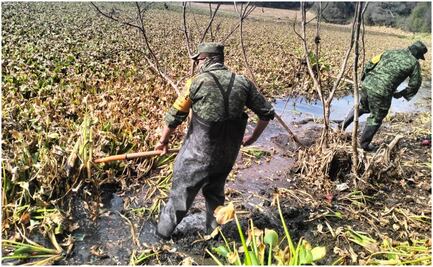 Ejército mexicano retira 12% de lirio acuático en presa Endhó, Hidalgo; la planta afecta más de 600 hectáreas