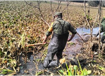 Ejército mexicano retira 12% de lirio acuático en presa Endhó, Hidalgo; la planta afecta más de 600 hectáreas
