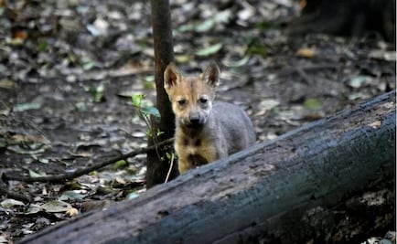 Restoring the Mexican wolf population in Mexico and US