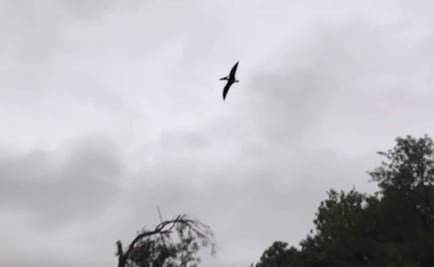 Graban supuesto pterodáctilo sobrevolando Idaho