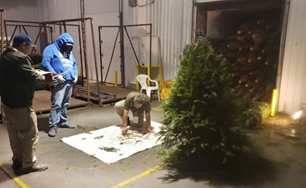 Profepa regresa a EU más de 15 mil árboles por plagas