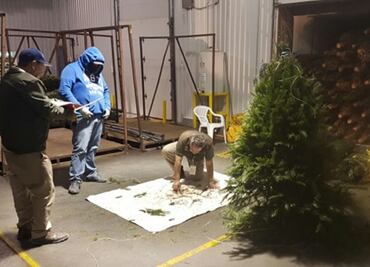 Profepa regresa a EU más de 15 mil árboles por plagas