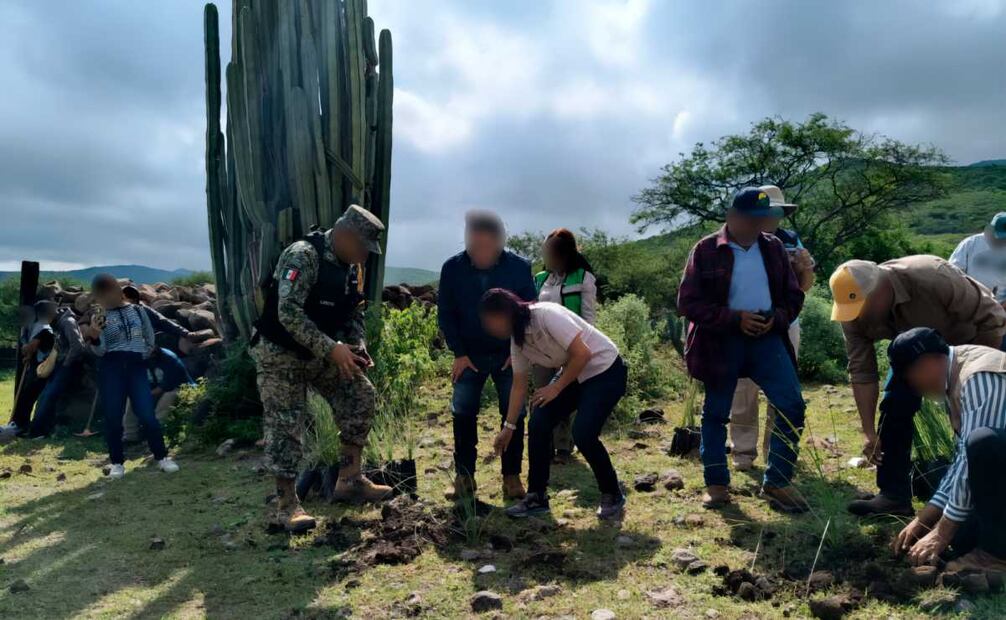 Reforestan plantas de sotol en Querétaro. Foto: Profepa