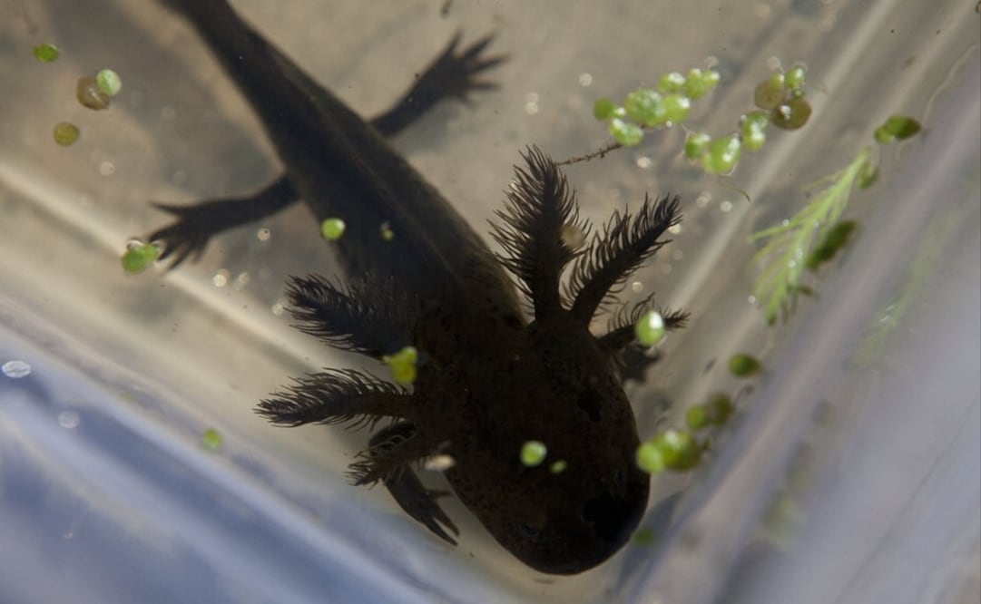 By 2020, there may be no axolotls left in the wild - Photo: Dario Lopez-Mills/AP