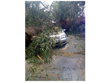 Automovilista queda prensado tras caída de árbol en Naucalpan