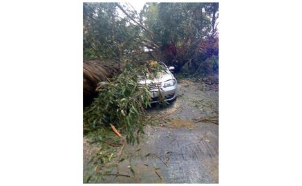 Automovilista queda prensado tras caída de árbol en Naucalpan