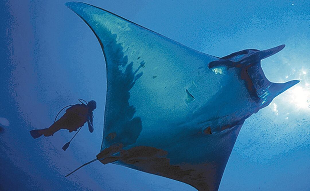 El primer criadero de mantarrayas conocido en todo el mundo ha sido localizado por la Institución de Oceanografía Scripps en el Golfo de México. Foto: Archivo EL UNIVERSAL