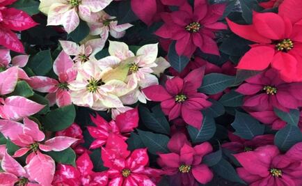 Cuetlaxóchitl, Nochebuena, or Poinsettia?