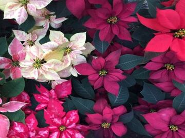 Cuetlaxóchitl, Nochebuena, or Poinsettia?
