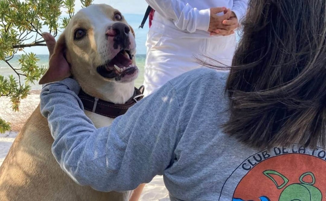 Muere Manchas, perrito que protegía tortugas marinas en Yucatán; deja un legado de conservación.
Foto: Especial.