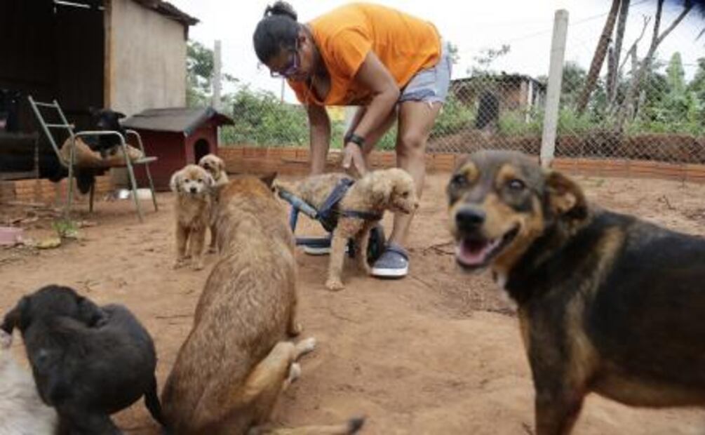 Mujer crea sillas de ruedas con basura para perros discapacitados en Paraguay