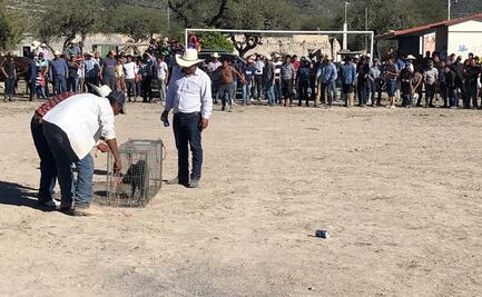 Invitados concursan para atrapar un jabalí en fiesta de XV años en Tamaulipas