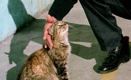 Capturan a hombre que comía gatos en Colombia