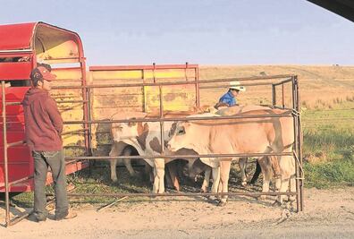 Necesario que programa ganadero cuente con profesionistas e insumos suficientes: Coneval