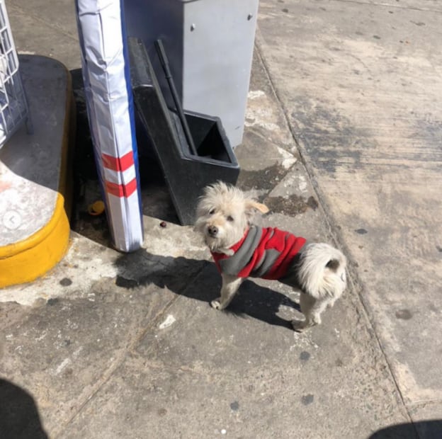 Conoce a Gasolín, el famoso perrito que trabaja en una gasolinera