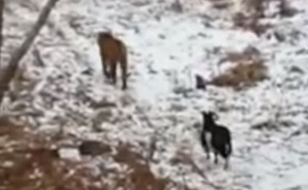 Tigre se hace amigo de una cabra en un zoo de Rusia