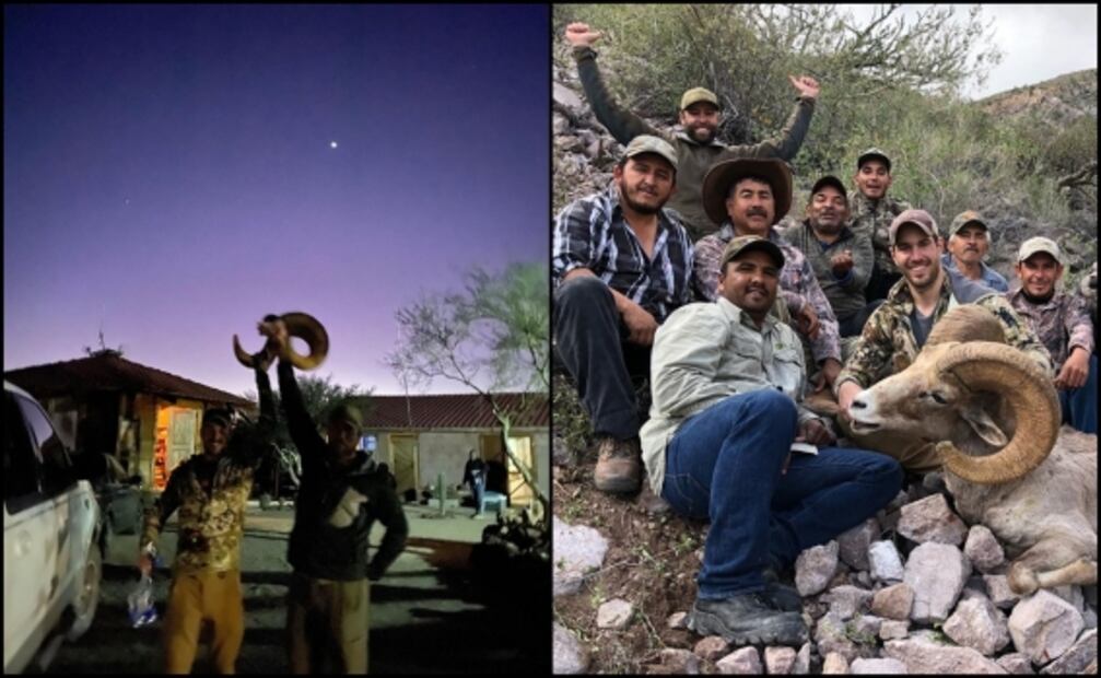 Profepa investiga caza de borrego cimarrón en zona no permitida