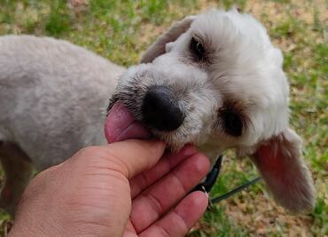 Croquetón 2023: ¿Quieres ayudar a los lomitos sin hogar? Te decimos dónde donarles un poco de amor