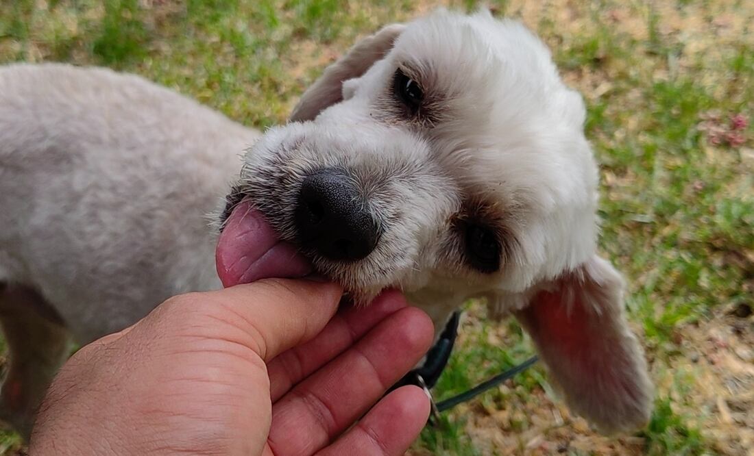 Perritos recibirán donaciones en el Croquetón 2023. FOTO: Especial/ EL UNIVERSAL/
