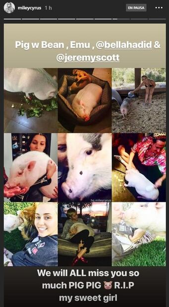Miley Cyrus, triste por la muerte de su cerdita Pig Pig