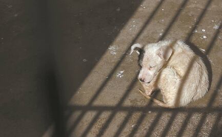 Buscan en Morelos a sujeto por cometer crueldad animal contra perros y gatos