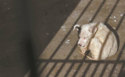 Buscan en Morelos a sujeto por cometer crueldad animal contra perros y gatos