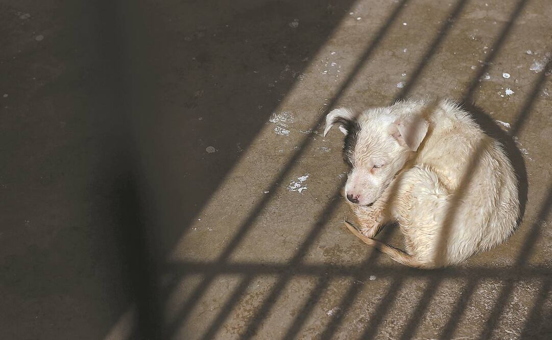 El hombre exhibe tratos crueles contra perros y gatos en redes sociales. Foto: Archivo/EL UNIVERSAL 