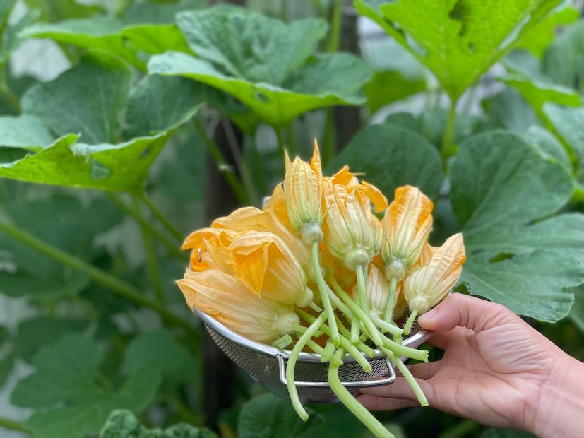 En cualquier preparación, la flor de calabaza se debe enjuagar con agua fría. Foto: Pexels