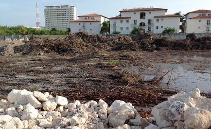 Descartan impacto por tala de manglares en Malecón Tajamar