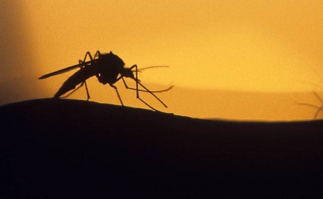 Chikungunya disease does not often result in death, but the symptoms can be severe and disabling. (Photo: Archive )