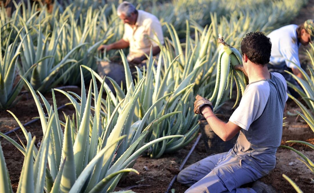 Mexico's rural sector is characterized by abandonment of properties and an impoverished population with poor health and aging producers - Photo: File photo/EFE