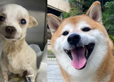 Cheems, Proteo, Pincky y otros perritos que se adelantaron este 2023