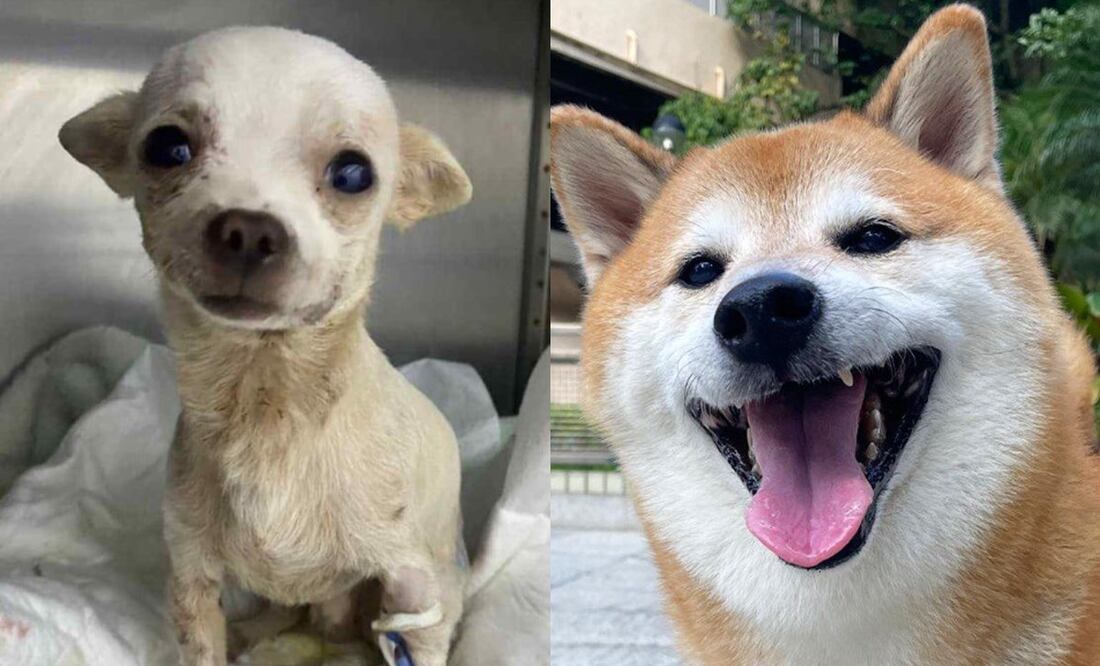 Perritos que fallecieron este 2023. Foto: Tomada de redes