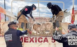 Rescatan a más de 700 animales en inmueble invadido por Los 300