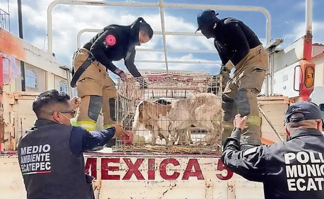 Se encontraron cientos de animales en riesgo. Foto: Especial