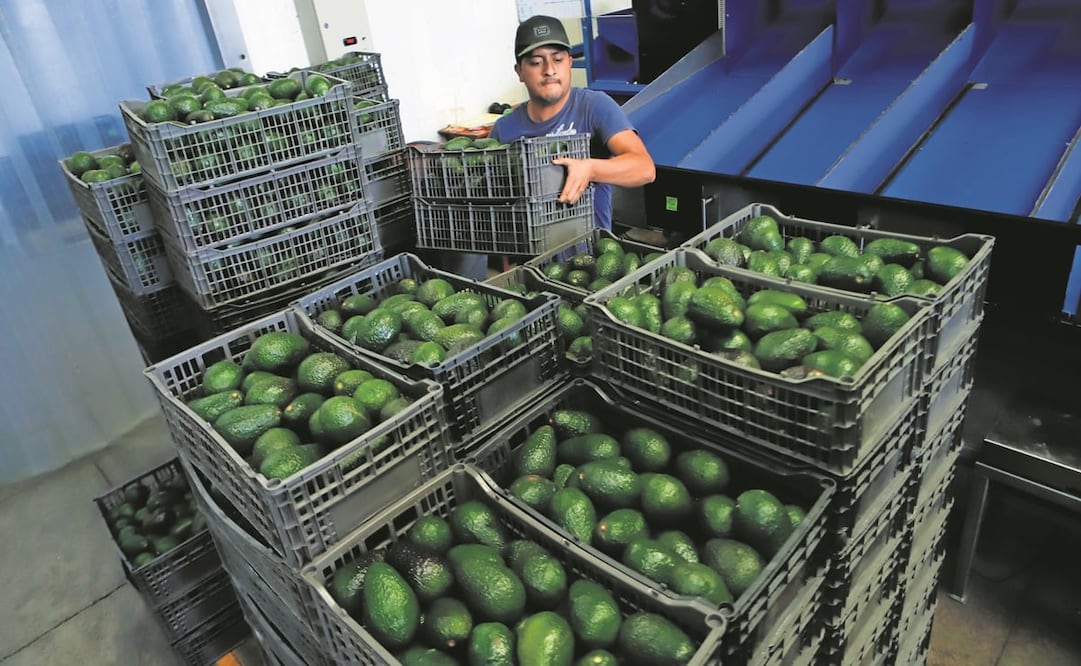Por la suspensión de revisiones sanitarias, a diario se dejan de exportar cargamentos de aguacates con valor de 12 a 14 millones de dólares. Foto: Armando Solis. AP