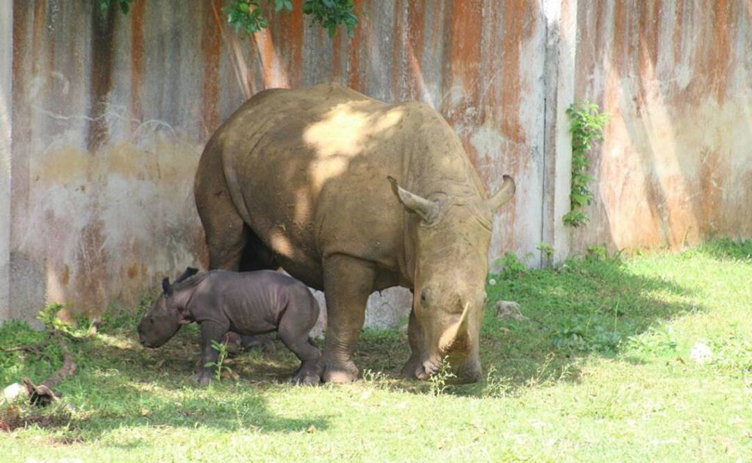 La más joven habitante de la pradera africana del Zoológico Nacional se llama "Esperanza Mel" (Foto: Facebook / Parque Zoológico Nacional de Cuba)