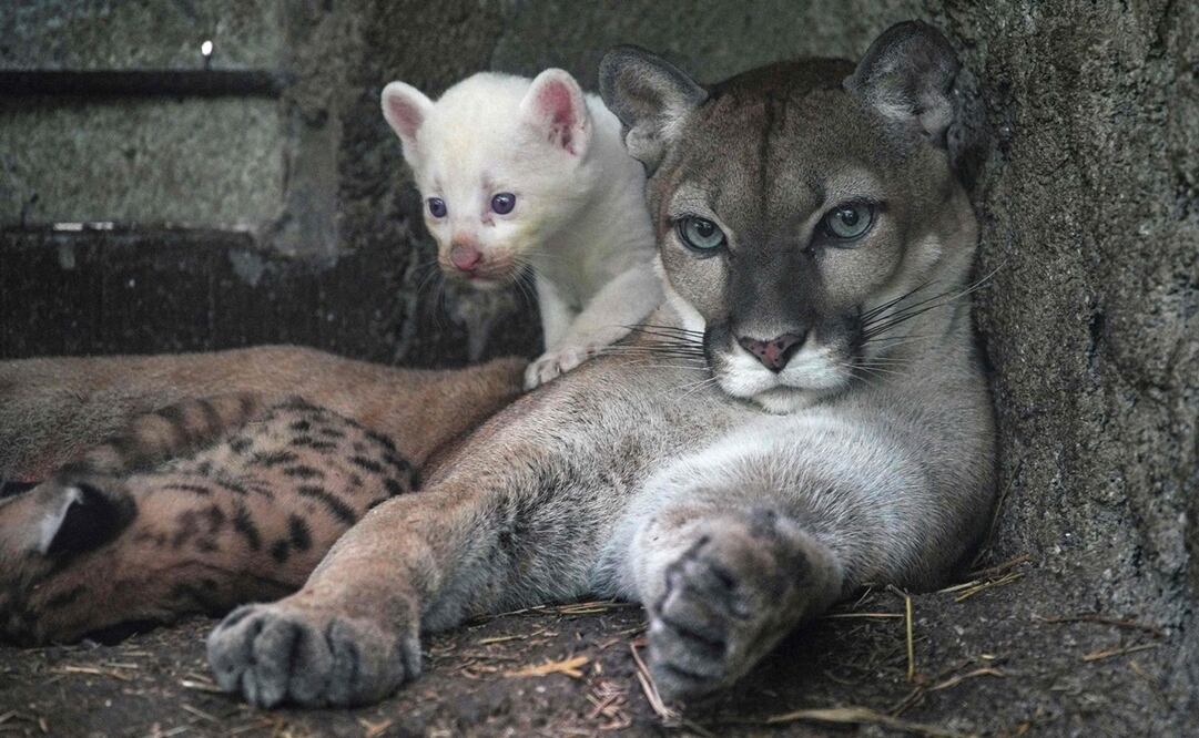Un cachorro de puma albino de cuatro semanas de edad, nacido en cautiverio y considerado una especie en peligro de extinción, juega con su madre en el Zoológico Thomas Belt en Juigalpa. Foto: AFP