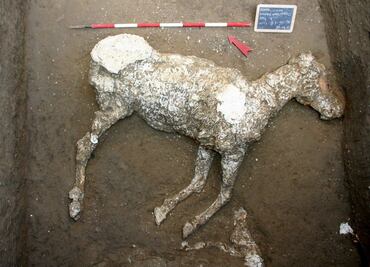 Un caballo engalanado hallado en Pompeya
