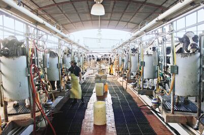 Lecheros piden apertura para exportar hacia EU