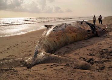 Dead whale washes up on beach in Chiapas