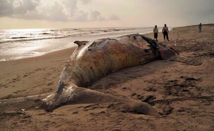 Dead whale washes up on beach in Chiapas