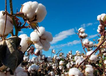 México y EU invierten para erradicar plagas en producción de algodón