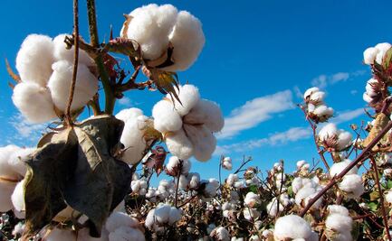 México y EU invierten para erradicar plagas en producción de algodón