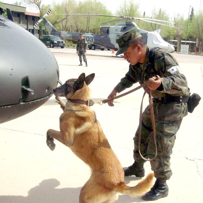 ¿Piensas adoptar un perrito? Los jubilados del Ejército te esperan