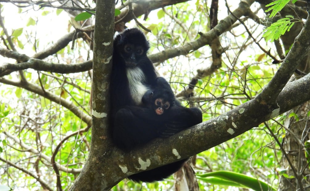 La familia la integran la pareja y tres crías | Foto: Especial.